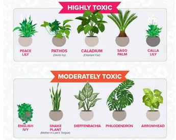 Identifying Toxic Houseplants: Safety Tips for Your Home