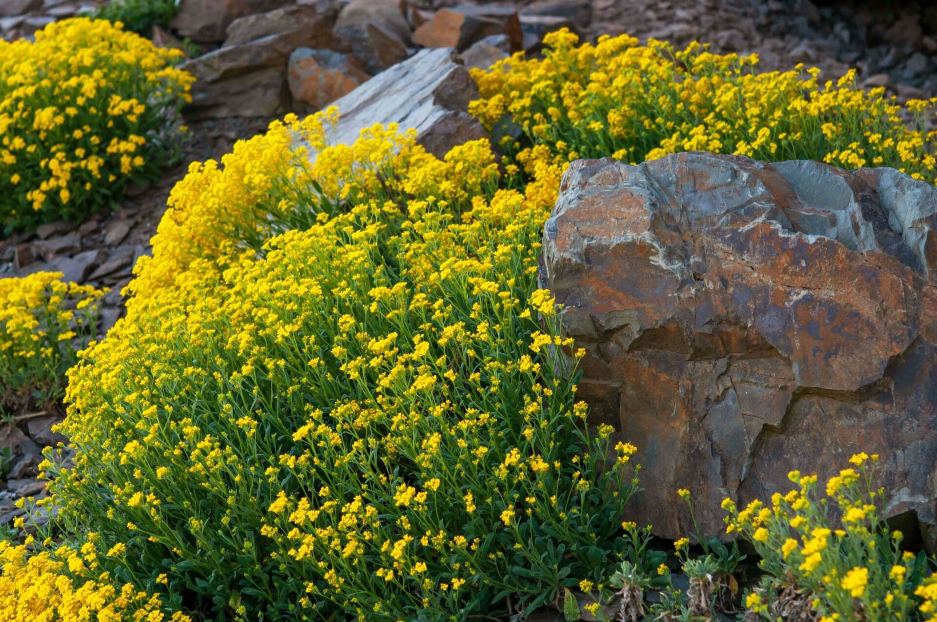 Thriving Perennials in Rock Gardens: A Guide to Success