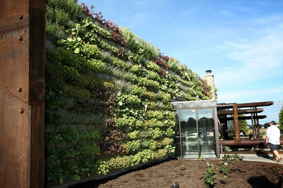 Growing Perennials in Vertical Gardens: A Comprehensive Guide