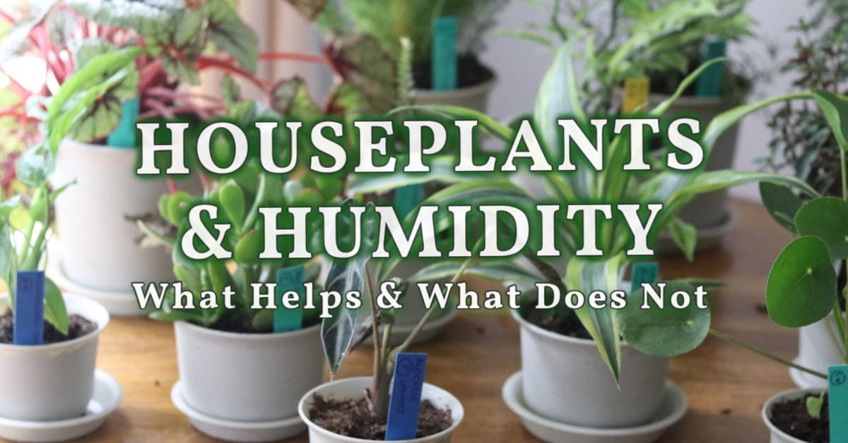How Houseplants Adapt to Varying Humidity Levels