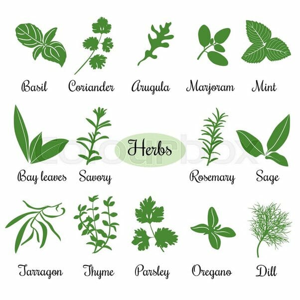 Unlock Culinary Versatility: Top Herbs for Flavorful Dishes
