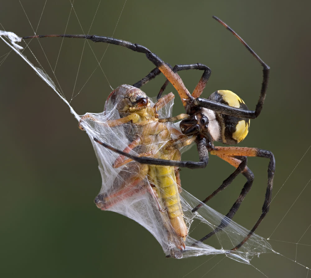 Moth Survival Tactics: How They Avoid Spider Webs
