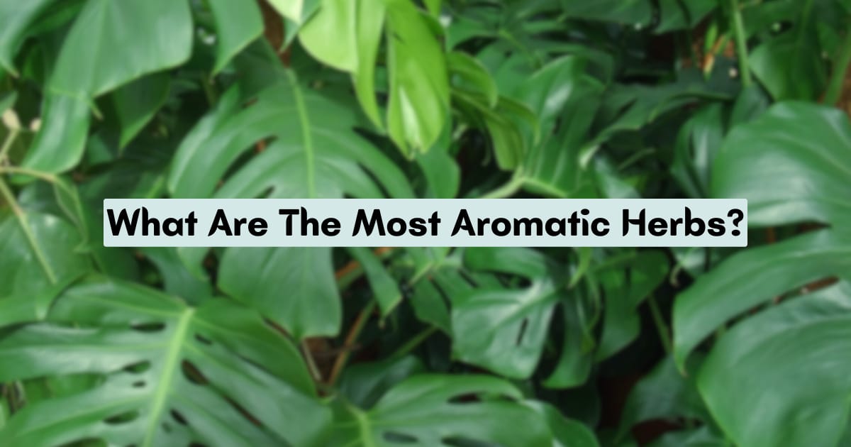 Top Aromatic Herbs to Elevate Your Culinary Creations